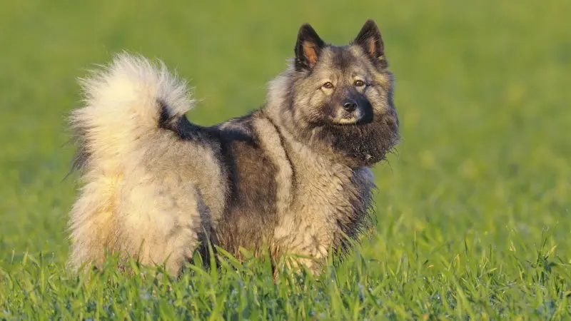 Hình ảnh chó Keeshond 17