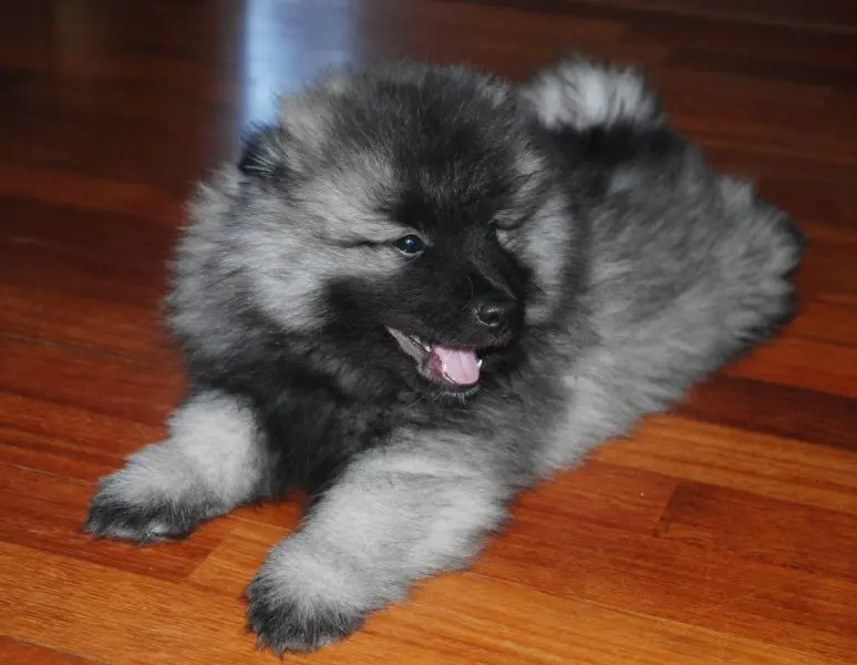 Hình ảnh chó Keeshond 16