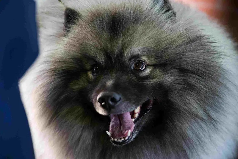 Hình ảnh chó Keeshond 15