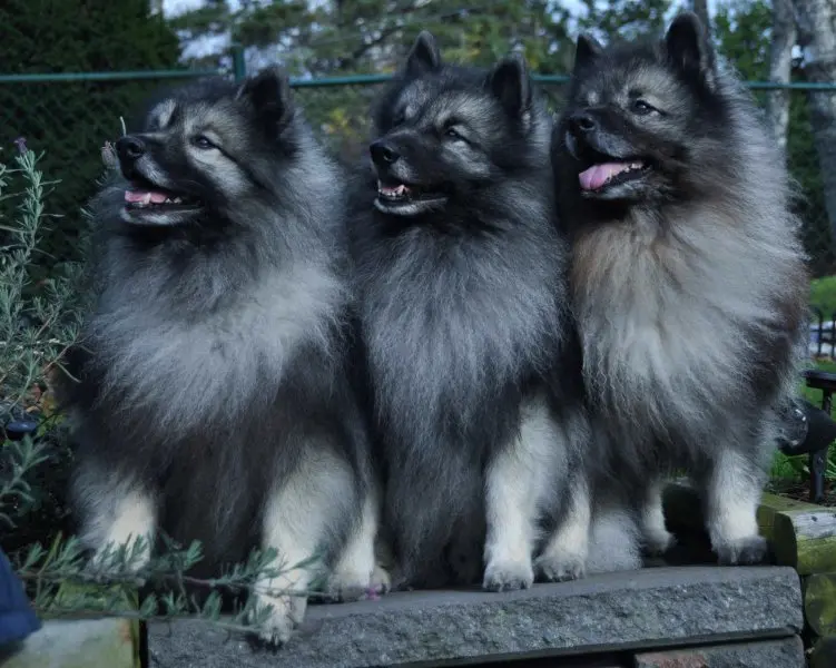 Hình ảnh chó Keeshond 14