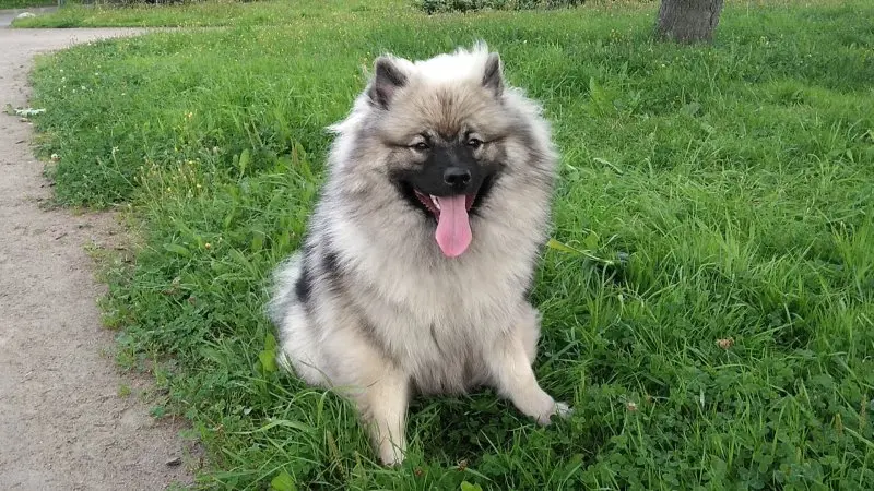 Hình ảnh chó Keeshond 13