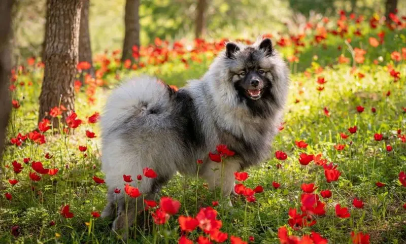 Hình ảnh chó Keeshond 12