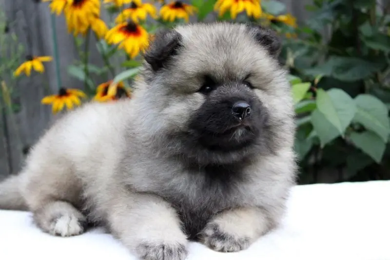 Hình ảnh chó Keeshond 11