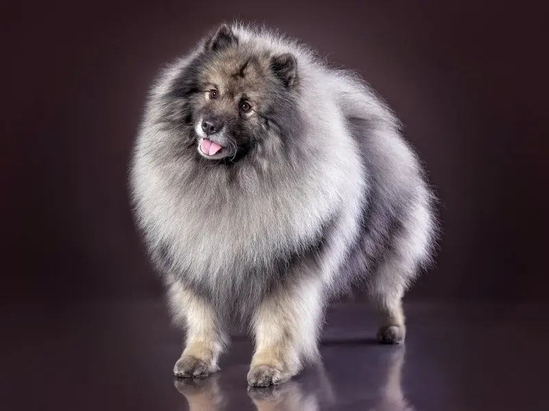 Hình ảnh chó Keeshond 10