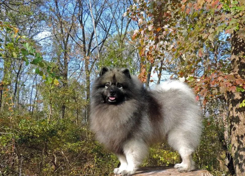 Hình ảnh chó Keeshond 9