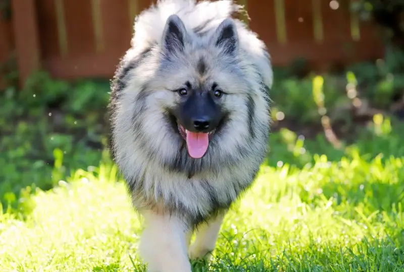 Hình ảnh chó Keeshond 8