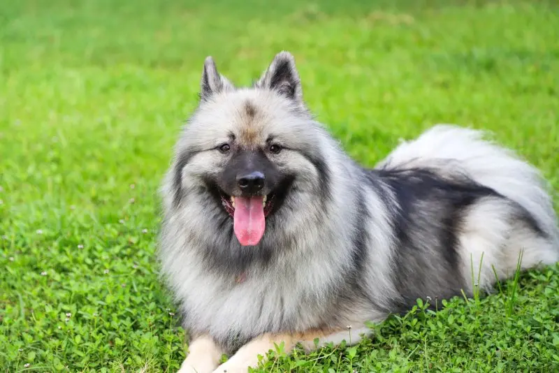 Hình ảnh chó Keeshond 7