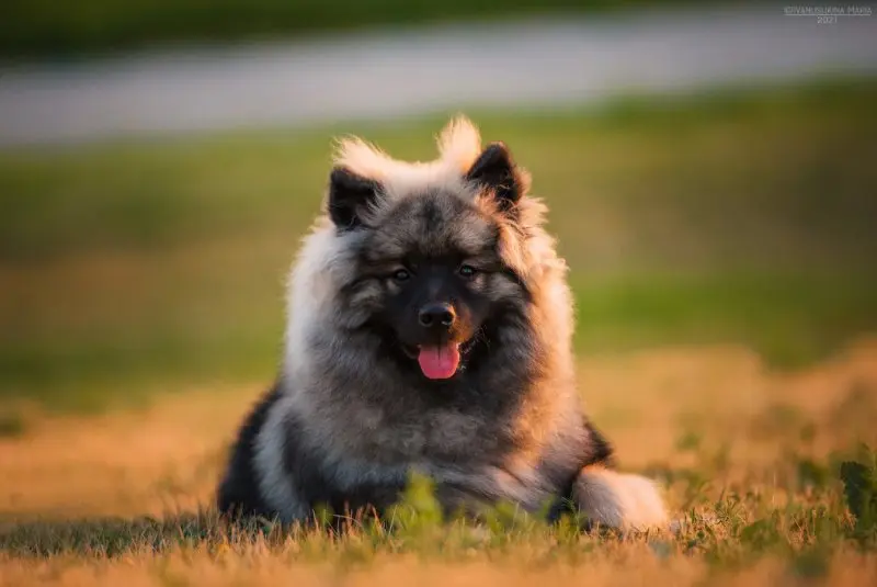 Hình ảnh chó Keeshond 6