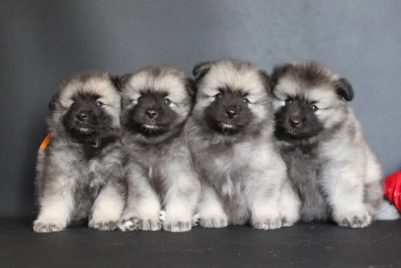 Hình ảnh chó Keeshond 5