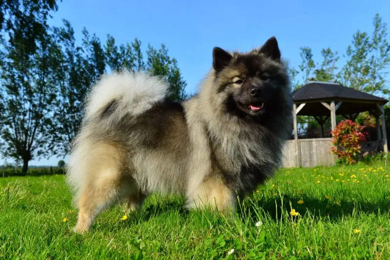 Hình ảnh chó Keeshond 4