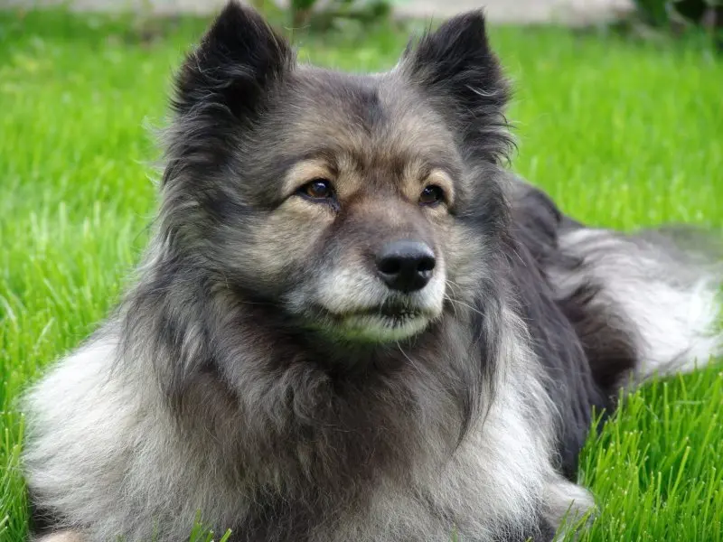 Hình ảnh chó Keeshond 3