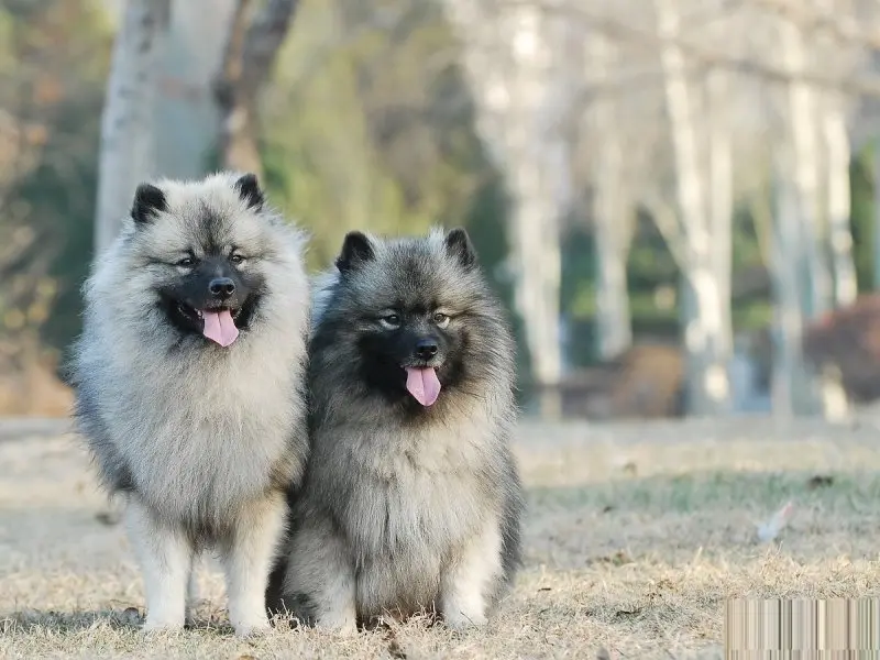 Hình ảnh chó Keeshond 2