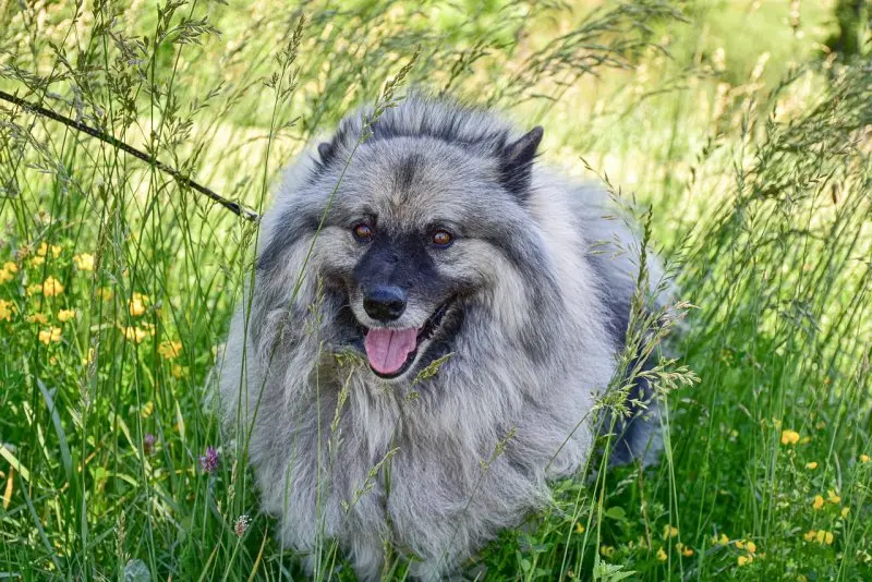 Hình ảnh chó Keeshond 1