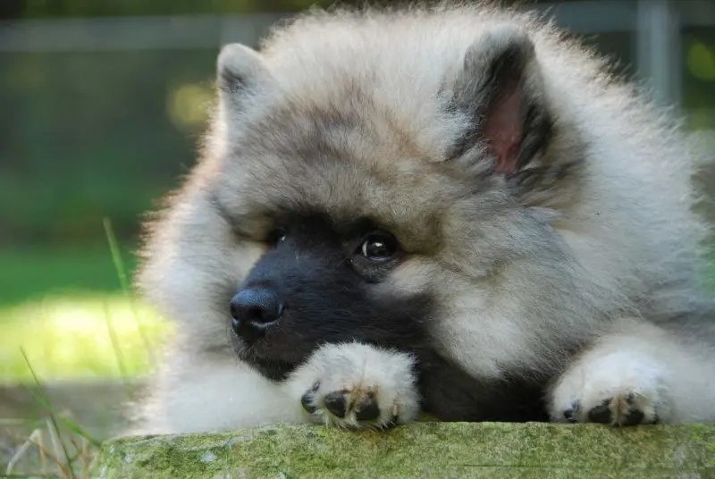 Giá bán chó Keeshond