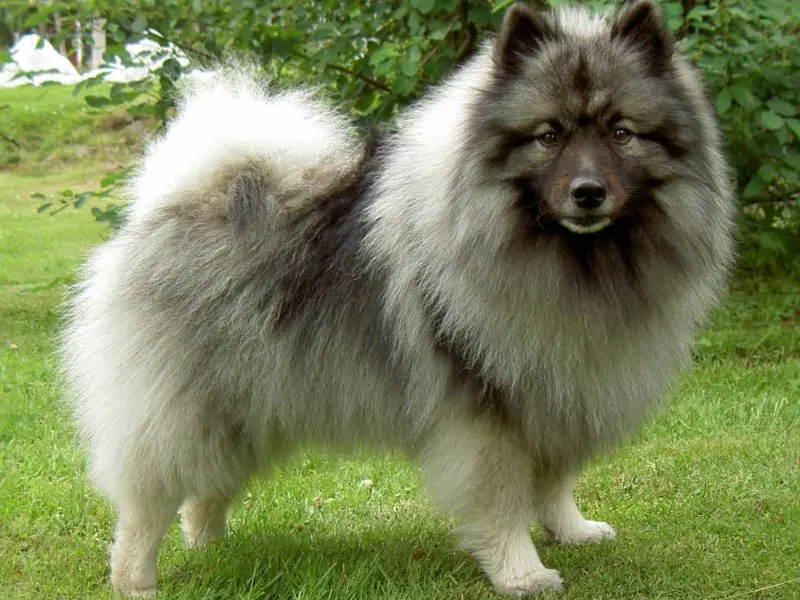 Các vấn đề sức khỏe của chó Keeshond