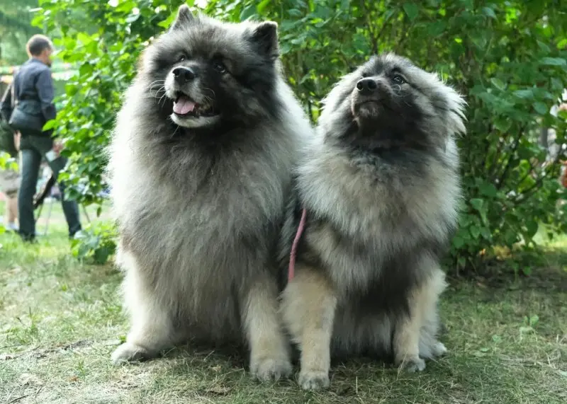 Cách chăm sóc chó Keeshond 3