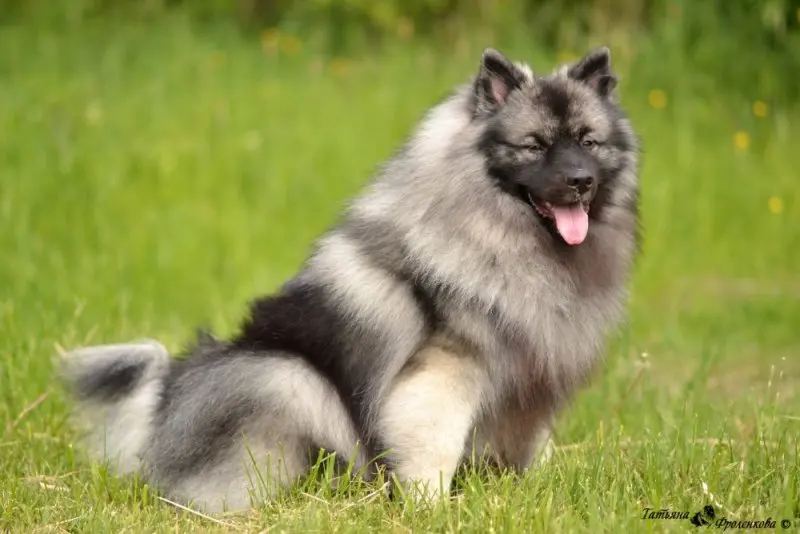 Cách chăm sóc chó Keeshond 2