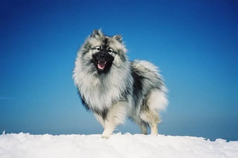 Đặc điểm của chó Keeshond 2