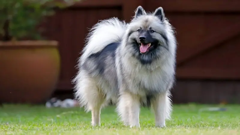 Đặc điểm của chó Keeshond 1