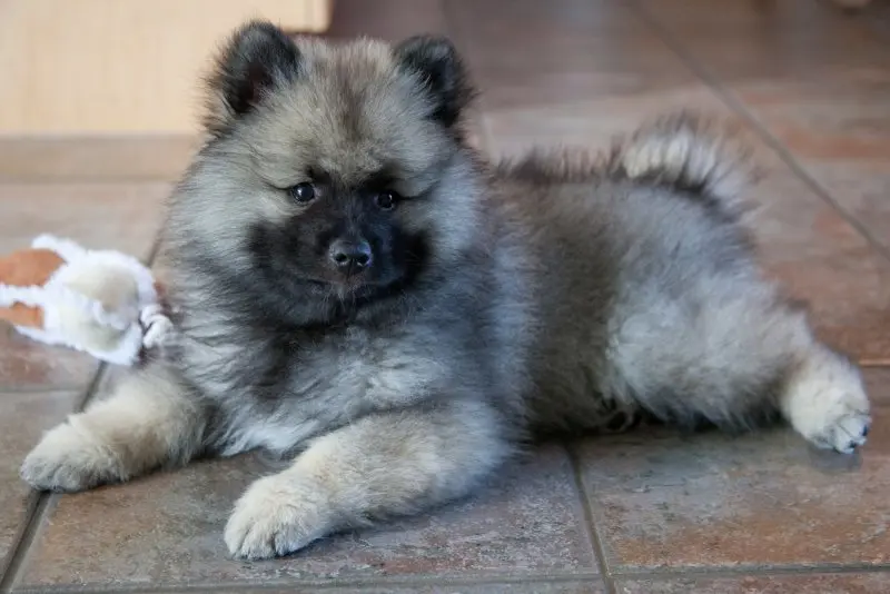 Nguồn gốc chó Keeshond