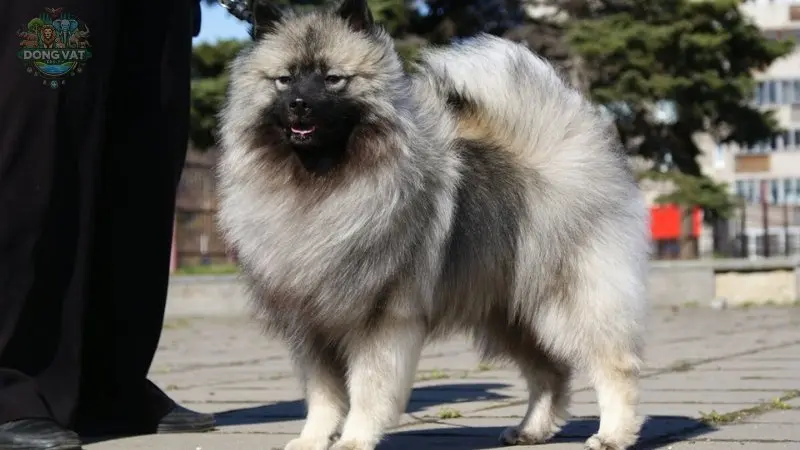 Hình ảnh chó Keeshond 19