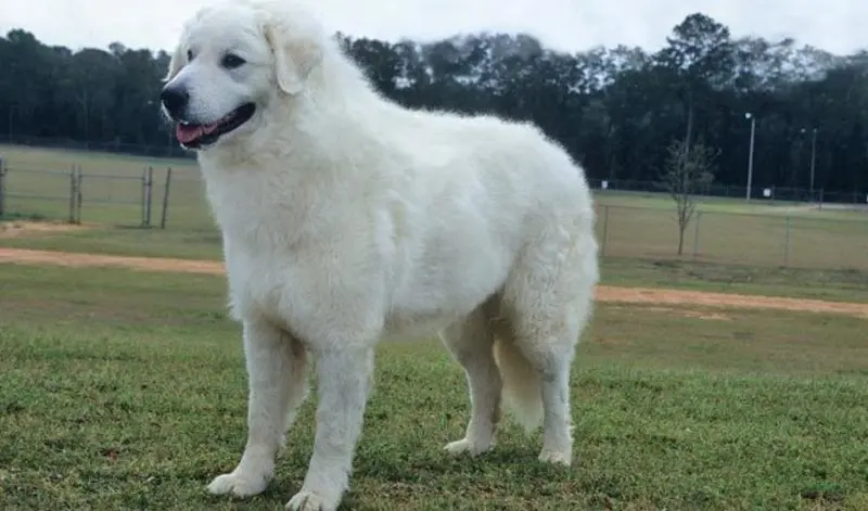 Hình ảnh chó Kuvasz 2