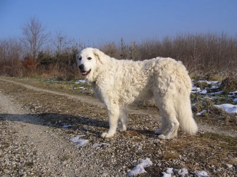 Hình ảnh chó Kuvasz 4