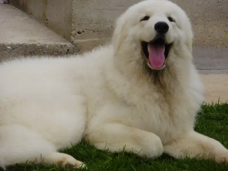 Hình ảnh chó Kuvasz 5