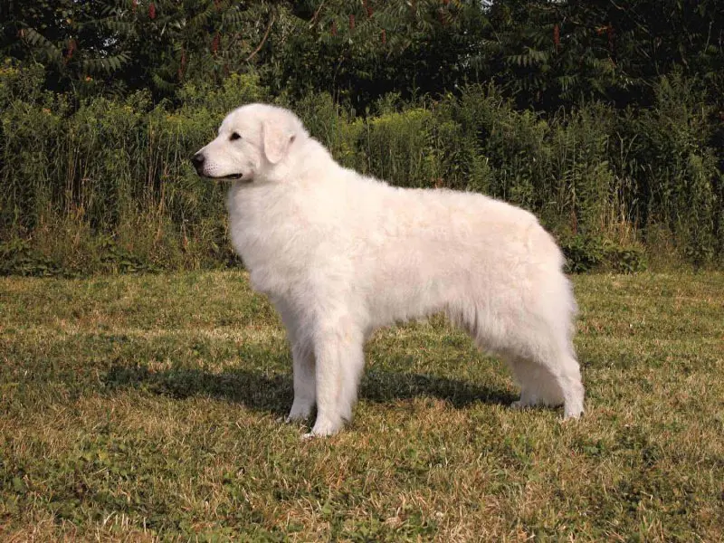 Hình ảnh chó Kuvasz 11