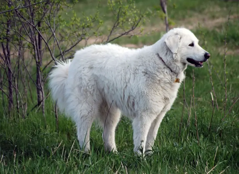 Hình ảnh chó Kuvasz 13