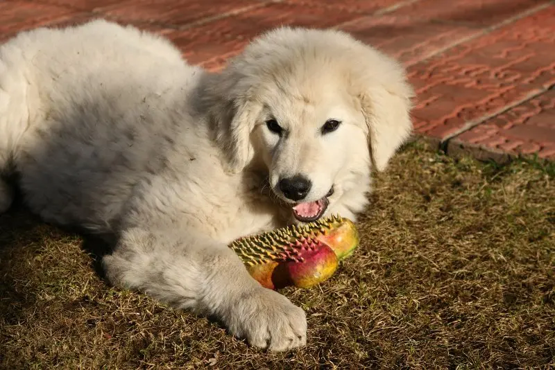 Hình ảnh chó Kuvasz 19