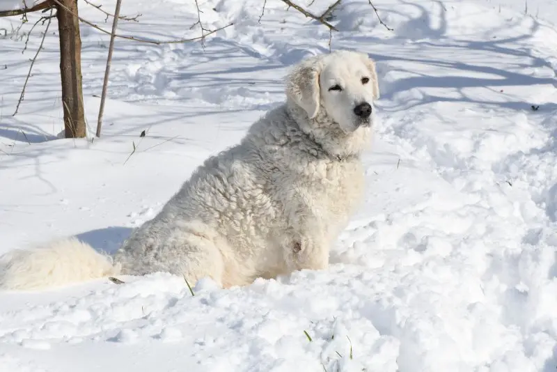 Hình ảnh chó Kuvasz 23