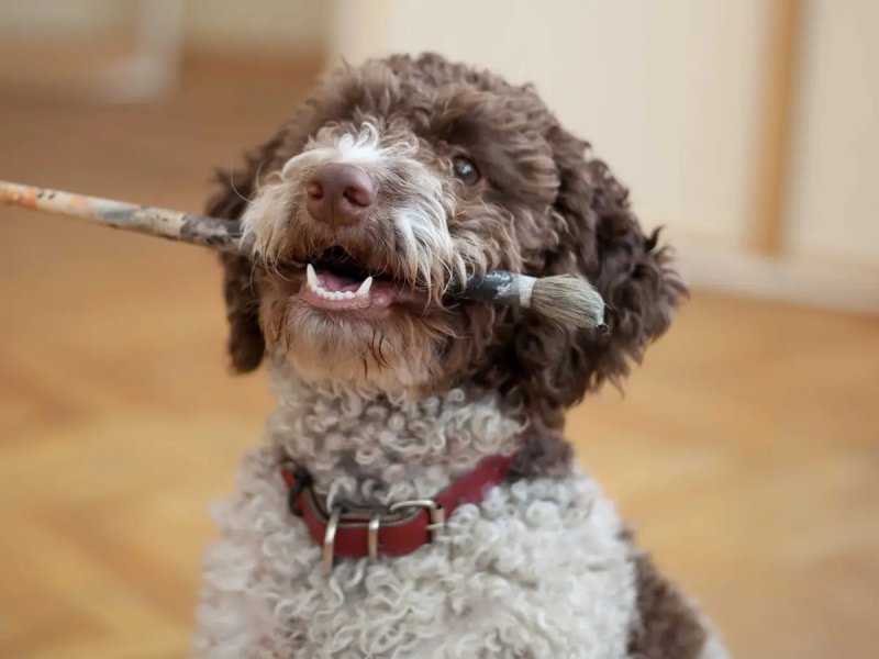 Chó Lagotto Romagnolo có nguồn gốc từ đâu?