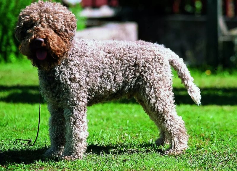 Đặc điểm của chó Lagotto Romagnolo 2