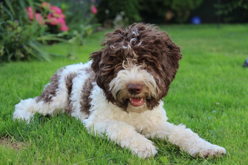 Cách chăm sóc chó Lagotto Romagnolo 2