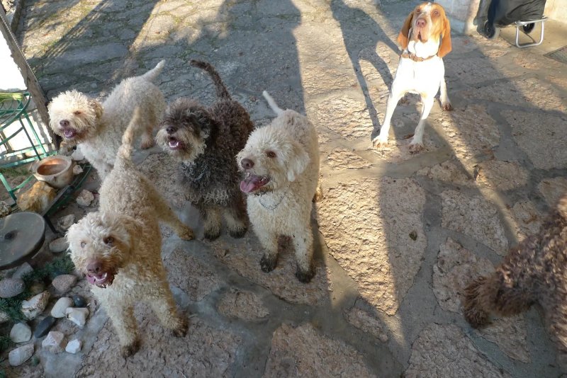 Giá bán chó Lagotto Romagnolo