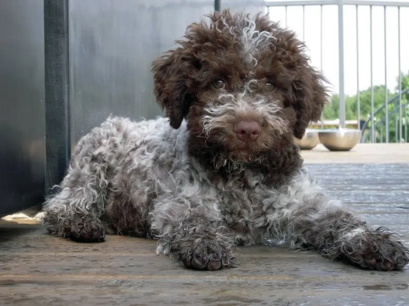 Hình ảnh chó Lagotto Romagnolo 2