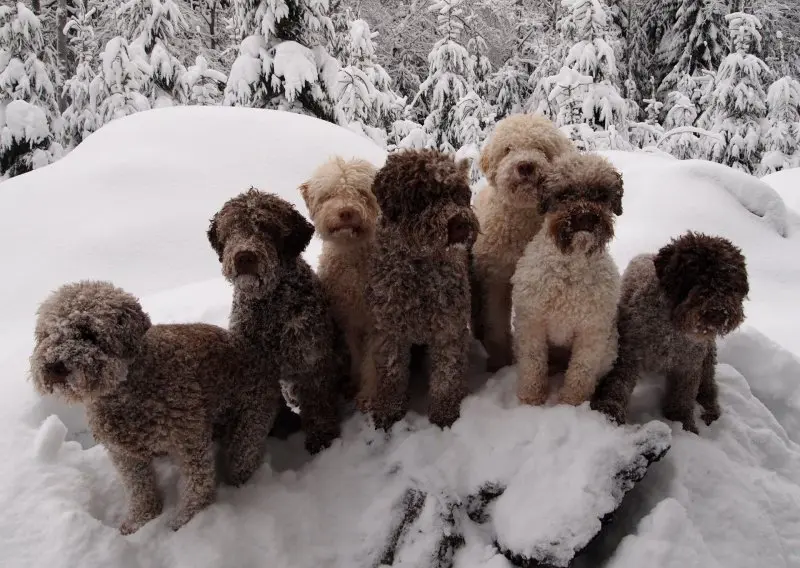 Hình ảnh chó Lagotto Romagnolo 3