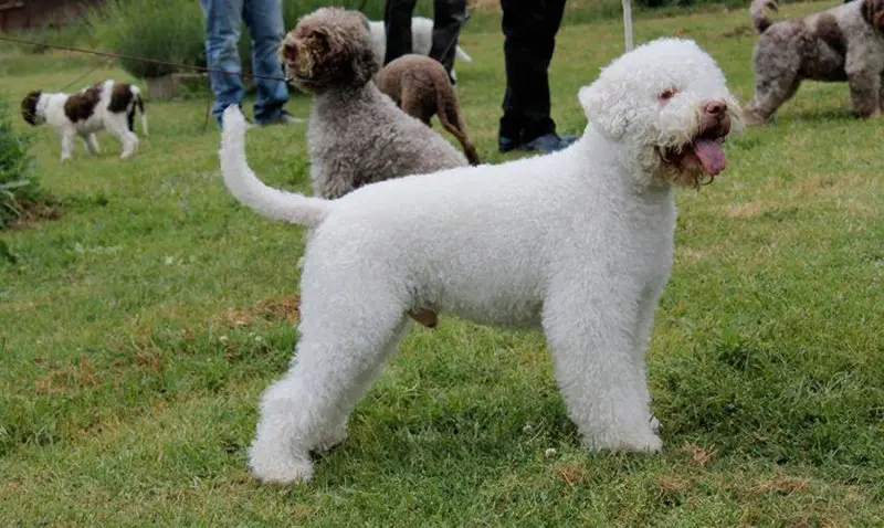 Hình ảnh chó Lagotto Romagnolo 4