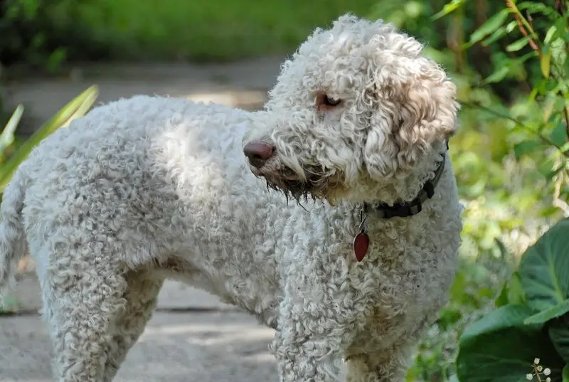 Hình ảnh chó Lagotto Romagnolo 5