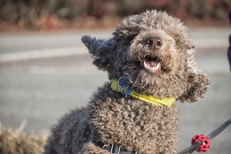 Hình ảnh chó Lagotto Romagnolo 6