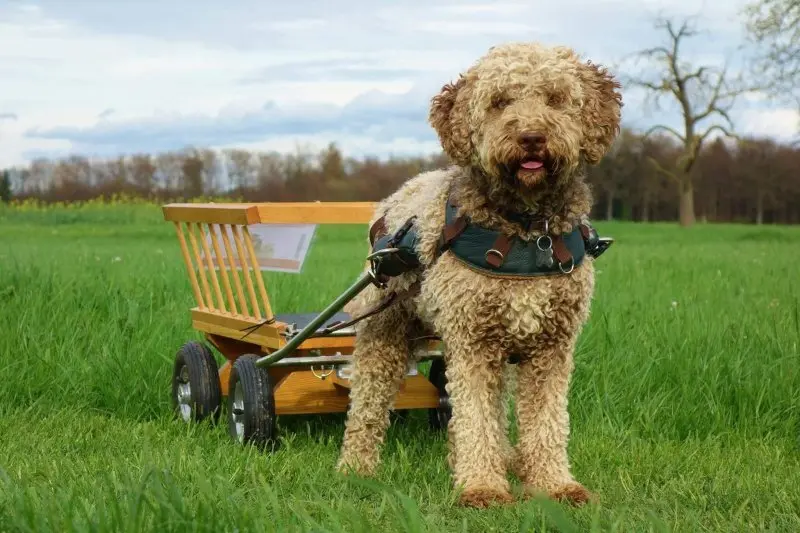 Hình ảnh chó Lagotto Romagnolo 7