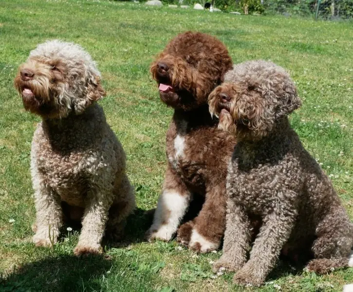 Hình ảnh chó Lagotto Romagnolo 8