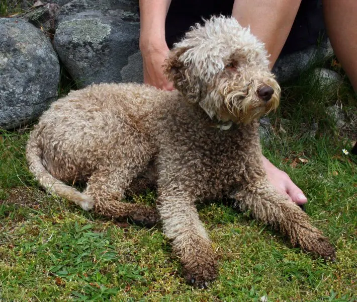 Hình ảnh chó Lagotto Romagnolo 10