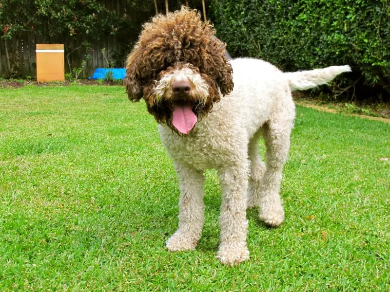 Hình ảnh chó Lagotto Romagnolo 11