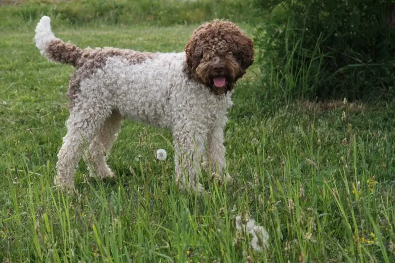 Hình ảnh chó Lagotto Romagnolo 12