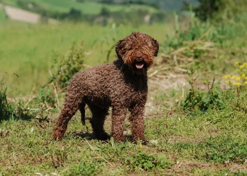 Hình ảnh chó Lagotto Romagnolo 13