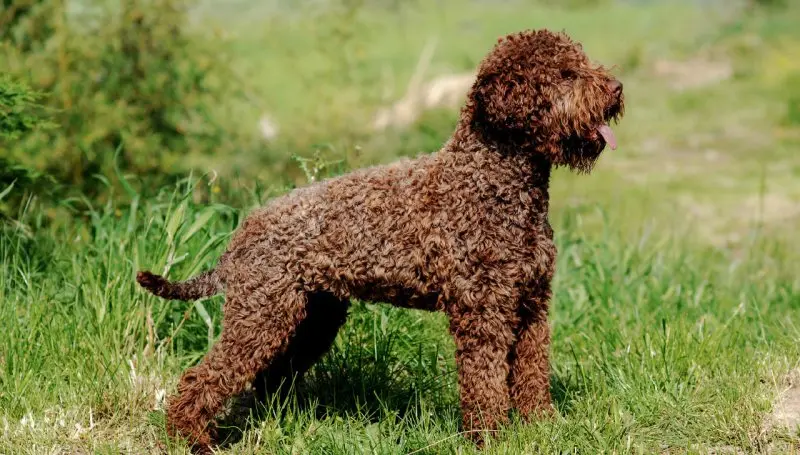 Hình ảnh chó Lagotto Romagnolo 14