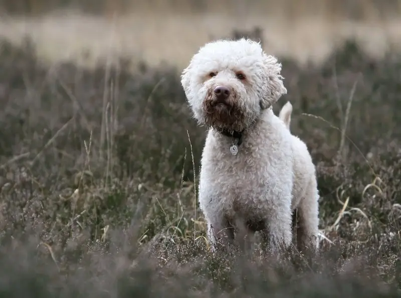 Hình ảnh chó Lagotto Romagnolo 15