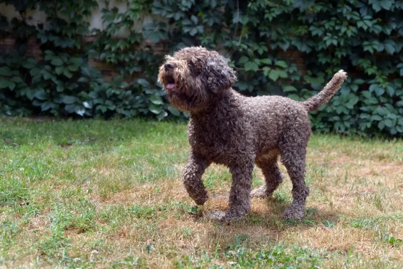 Hình ảnh chó Lagotto Romagnolo 16